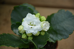 Calandiva White Kalanchoe (Kalanchoe blossfeldiana 'Calandiva White') at A Very Successful Garden Center