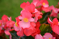 Surefire Rose Begonia (Begonia 'Surefire Rose') at A Very Successful Garden Center