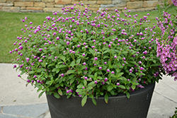 Lil' Forest Sugared Plum Bachelor Button (Gomphrena 'SAKGOM005') at A Very Successful Garden Center