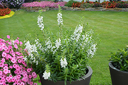 Angelface Super White Angelonia (Angelonia angustifolia 'Angelface Super White') at A Very Successful Garden Center