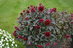 Dahlightful Crushed Crimson Dahlia (Dahlia 'G14402DAHL') at A Very Successful Garden Center