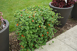 Tangerine Slice A-Peel Black-Eyed Susan (Thunbergia alata 'DL1501') at A Very Successful Garden Center
