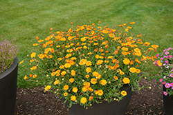 Lady Godiva Orange Marigold (Calendula 'kercaldiva') at A Very Successful Garden Center