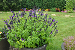 Rockin' Deep Purple Sage (Salvia 'BBSAL09001') at A Very Successful Garden Center