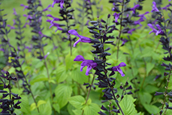 Rockin' Deep Purple Sage (Salvia 'BBSAL09001') at A Very Successful Garden Center