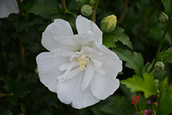 White Pillar Rose of Sharon (Hibiscus syriacus 'Gandini van Aart') at Stonegate Gardens