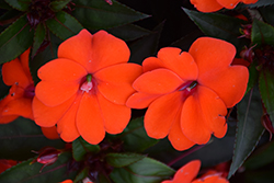 SunPatiens Compact Orange New Guinea Impatiens (Impatiens 'SakimP011') at A Very Successful Garden Center