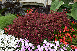 ColorBlaze Velveteen Coleus (Solenostemon scutellarioides 'Velveteen') at A Very Successful Garden Center