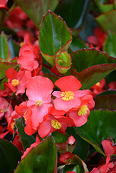 Surefire Red Begonia (Begonia 'Surefire Red') at Lakeshore Garden Centres
