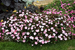 SunPatiens Compact Blush Pink New Guinea Impatiens (Impatiens 'SakimP013') at Lakeshore Garden Centres