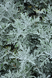 Silver Bullet Dusty Miller (Artemisia stellerianna 'Silver Bullet') at A Very Successful Garden Center