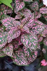 Hippo Pink Polka Dot Plant (Hypoestes phyllostachya 'Hippo Pink') at A Very Successful Garden Center
