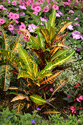 Variegated Croton (Codiaeum variegatum) at A Very Successful Garden Center