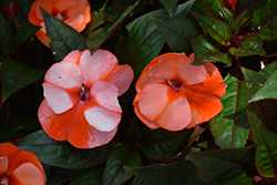 Infinity Orange Frost New Guinea Impatiens (Impatiens hawkeri 'Visinforfr') at A Very Successful Garden Center