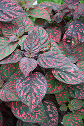 Hippo Red Polka Dot Plant (Hypoestes phyllostachya 'G14157') at A Very Successful Garden Center