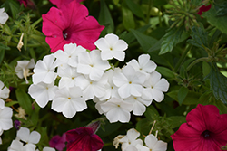 Intensia White Annual Phlox (Phlox 'DPHLOX866') at A Very Successful Garden Center
