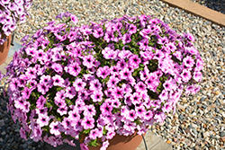 Capella Pink Lace Petunia (Petunia 'Capella Pink Lace') at A Very Successful Garden Center