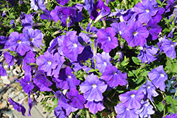 Cascadias Blue Omri Petunia (Petunia 'Cascadias Blue Omri') at A Very Successful Garden Center