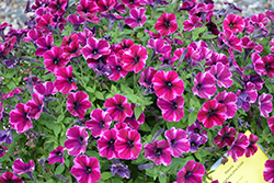 Crazytunia Ultra Violet Petunia (Petunia 'Crazytunia Ultra Violet') at A Very Successful Garden Center