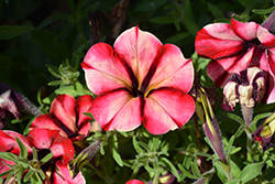 Crazytunia KaBloom! Petunia (Petunia 'Crazytunia KaBloom!') at A Very Successful Garden Center