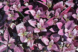 Purple Prince Alternanthera (Alternanthera brasiliana 'Purple Prince') at A Very Successful Garden Center