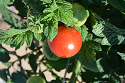 Little Sicily Tomato (Solanum lycopersicum 'Little Sicily') at A Very Successful Garden Center