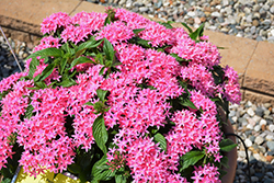 Lucky Star Pink Star Flower (Pentas lanceolata 'PAS1096468') at Lakeshore Garden Centres