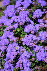 Bumble Blue Flossflower (Ageratum 'Wesagbubl') at Lakeshore Garden Centres