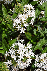 Falling Star White Star Flower (Pentas lanceolata 'Falling Star White') at Lakeshore Garden Centres