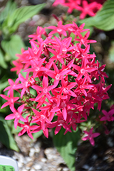 Falling Star Hot Pink Star Flower (Pentas lanceolata 'Falling Star Hot Pink') at A Very Successful Garden Center
