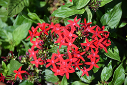 Falling Star Red Star Flower (Pentas lanceolata 'Falling Star Red') at Lakeshore Garden Centres