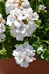 Calliope White Geranium (Pelargonium 'Calliope White') at A Very Successful Garden Center