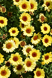 Grandessa Yellow Marguerite Daisy (Argyranthemum 'Grandessa Yellow') at Lakeshore Garden Centres