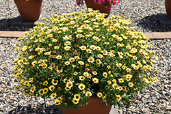 Grandessa Yellow Marguerite Daisy (Argyranthemum 'Grandessa Yellow') at A Very Successful Garden Center