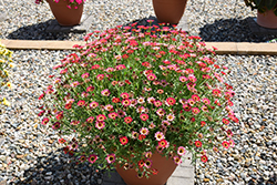 Grandessa Red Marguerite Daisy (Argyranthemum 'Grandessa Red') at A Very Successful Garden Center
