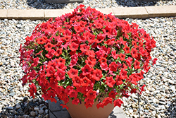 Surfinia Deep Red Petunia (Petunia 'Surfinia Deep Red') at A Very Successful Garden Center