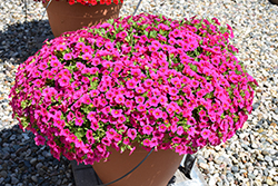 Million Bells Compact Brilliant Pink Calibrachoa (Calibrachoa 'Million Bells Compact Brilliant Pink') at A Very Successful Garden Center