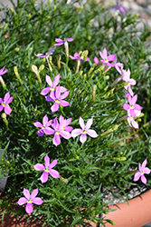 FIZZ N POP Pretty in Pink Isotoma (Isotoma axillaris 'Tmli 1401') at Lakeshore Garden Centres