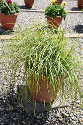 Little Miss Maiden Grass (Miscanthus sinensis 'Little Miss') at A Very Successful Garden Center