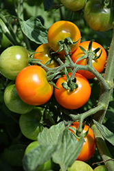 Red Profusion Tomato (Solanum lycopersicum 'Red Profusion') at A Very Successful Garden Center