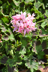Quantum Light Pink Geranium (Pelargonium 'Quantum Light Pink') at A Very Successful Garden Center