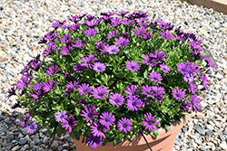 Margarita Cool Purple African Daisy (Osteospermum 'Margarita Cool Purple') at Lakeshore Garden Centres