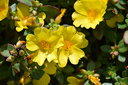 Pazzaz Nano Yellow Portulaca (Portulaca oleracea 'Pazzaz Nano Yellow') at A Very Successful Garden Center