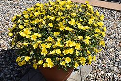 Pazzaz Nano Yellow Portulaca (Portulaca oleracea 'Pazzaz Nano Yellow') at Lakeshore Garden Centres