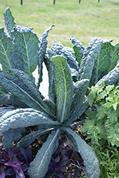 Cavolo Nero Kale (Brassica oleracea var. sabellica 'Cavolo Nero') at A Very Successful Garden Center