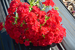 Intensia Red Hot Annual Phlox (Phlox 'DPHLOX911') at A Very Successful Garden Center