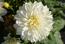 Labella Maggiore White Dahlia (Dahlia 'Labella Maggiore White') at A Very Successful Garden Center