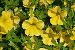 MiniFamous Neo Pure Yellow Calibrachoa (Calibrachoa 'MiniFamous Neo Pure Yellow') at A Very Successful Garden Center