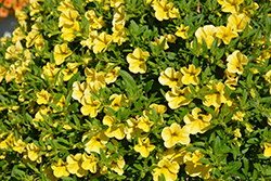 MiniFamous Neo Deep Yellow Calibrachoa (Calibrachoa 'MiniFamous Neo Deep Yellow') at Lakeshore Garden Centres