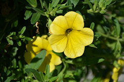 MiniFamous Neo Deep Yellow Calibrachoa (Calibrachoa 'MiniFamous Neo Deep Yellow') at Lakeshore Garden Centres